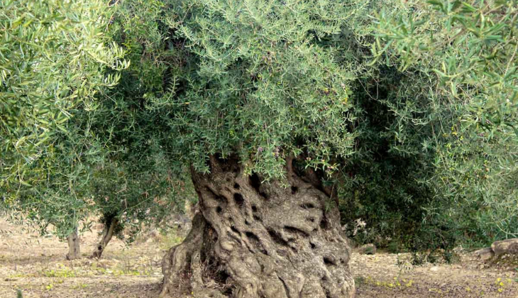 millennial olive trees