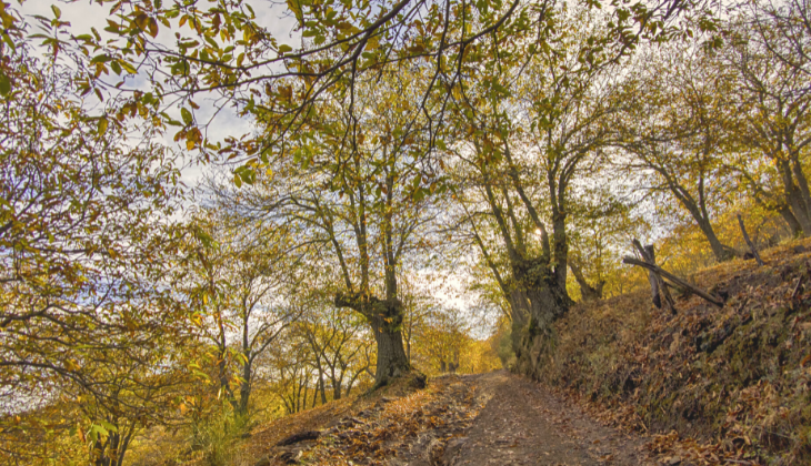 copper forest walk